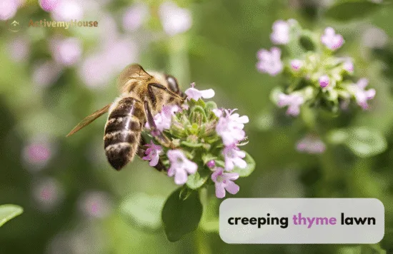 creeping thyme lawn