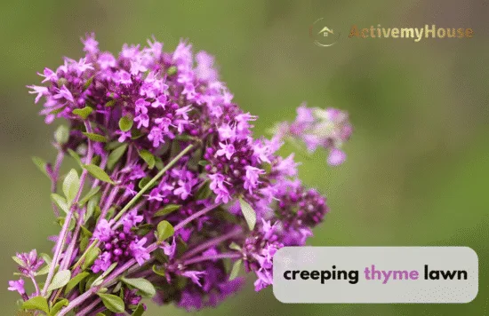 creeping thyme lawn