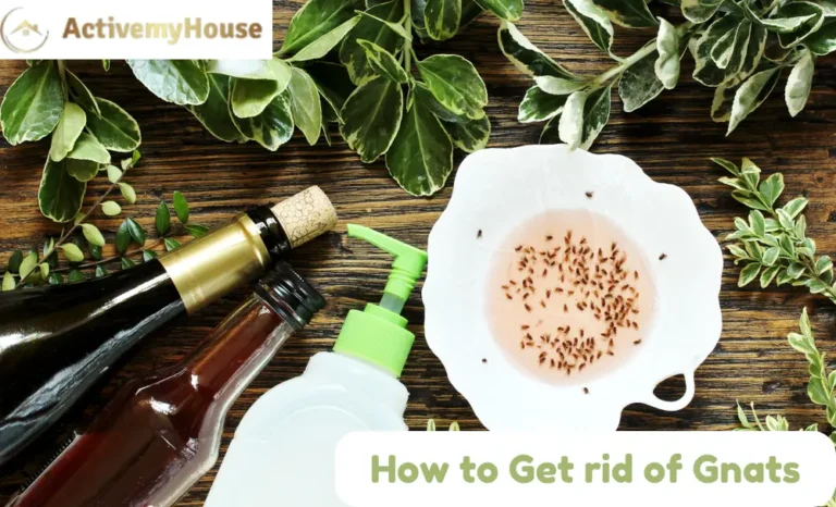 How to Get rid of Gnats