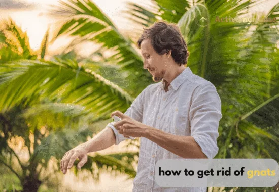how to get rid of gnats