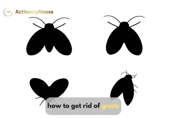 how to get rid of gnats