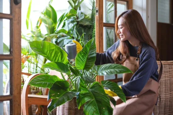 plants in home