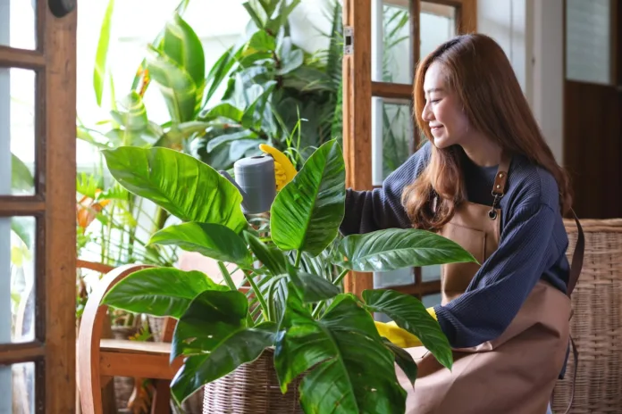 plants in home