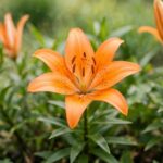 Orange Asiatic lilies blooming in a garden bed