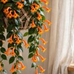 Goldfish plant varieties with orange blooms trailing from a hanging basket